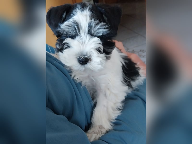 Zwergschnauzer/Amerik.Miniaturschnauzer mit.Pap.