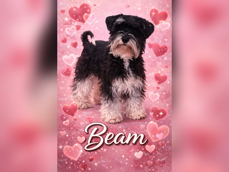 Zwergschnauzer/Amerik.Miniaturschnauzer,Rüde