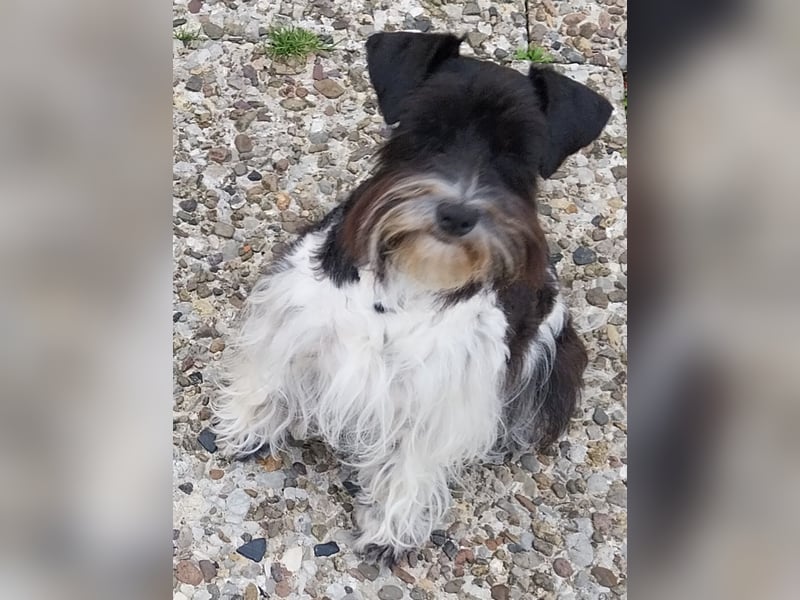 Zwergschnauzer/Amerik.Miniaturschnauzer mit.Pap.