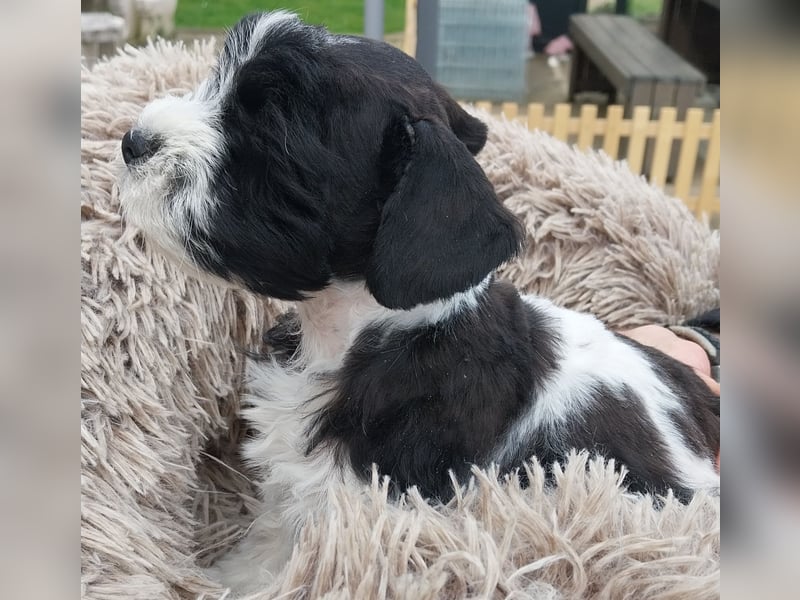 Zwergschnauzer, AMS,mit Pap.