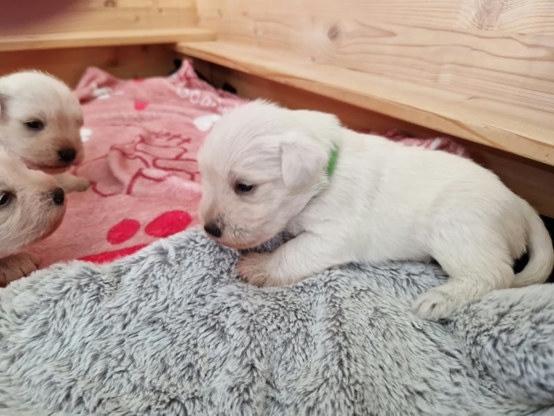 Unsere Zwergschnauzer-Welpen in weiß sind da! Ab 10.11.26 auszugsbereit