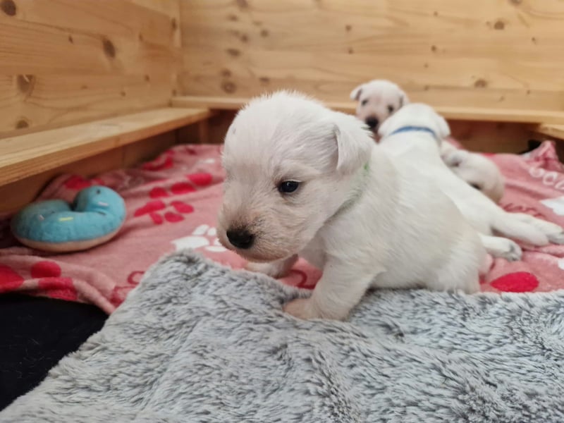 Unsere Zwergschnauzer-Welpen in weiß sind da! Ab 10.11.26 auszugsbereit