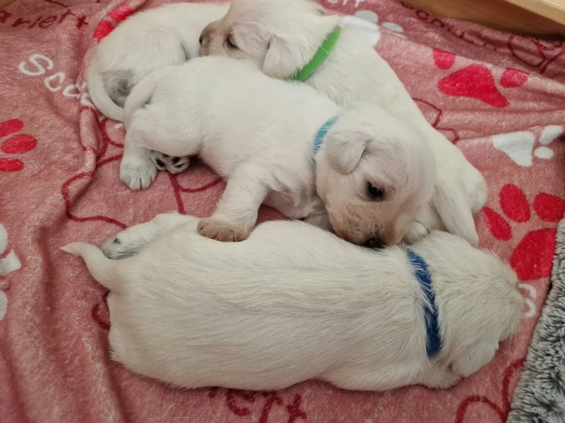 Unsere Zwergschnauzer-Welpen in weiß sind da! Ab 10.11.26 auszugsbereit