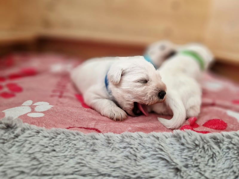 Unsere Zwergschnauzer-Welpen in weiß sind da! Ab 10.11.26 auszugsbereit