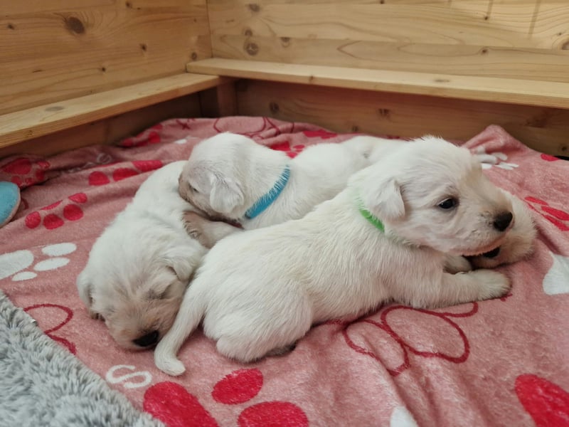 Unsere Zwergschnauzer-Welpen in weiß sind da! Ab 10.11.26 auszugsbereit