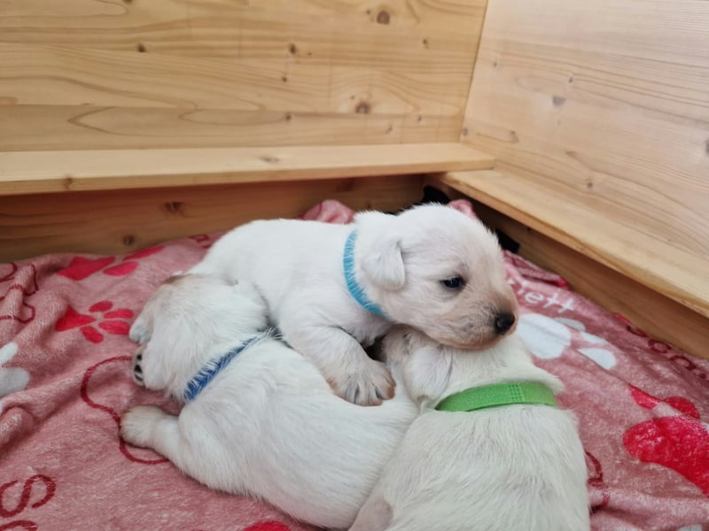Unsere Zwergschnauzer-Welpen in weiß sind da! Ab 10.11.26 auszugsbereit