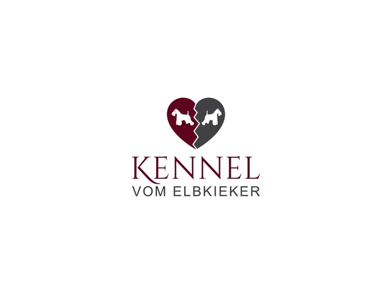 Unsere Zwergschnauzer-Welpen in weiß sind da! Ab 10.11.26 auszugsbereit