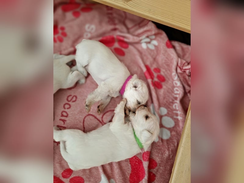 Unsere Zwergschnauzer-Welpen in weiß sind da! Ab 10.11.26 auszugsbereit