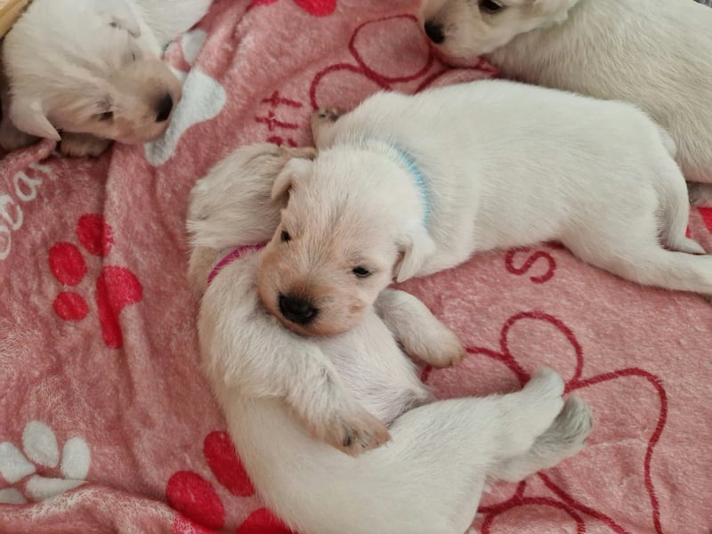 Unsere Zwergschnauzer-Welpen in weiß sind da! Ab 10.11.26 auszugsbereit