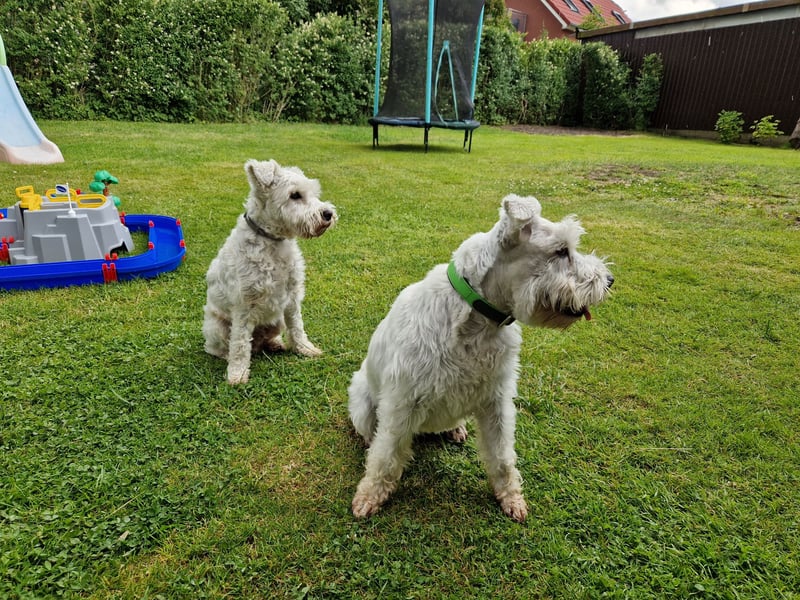 Unsere Zwergschnauzer-Welpen in weiß sind da! Ab 10.11.26 auszugsbereit