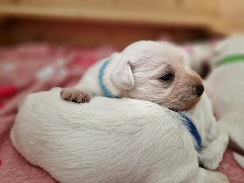 Unsere Zwergschnauzer-Welpen in weiß sind da! Ab 10.11.26 auszugsbereit