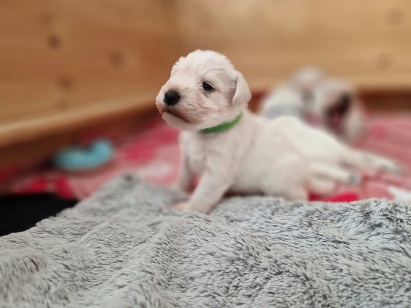 Unsere Zwergschnauzer-Welpen in weiß sind da! Ab 10.11.26 auszugsbereit