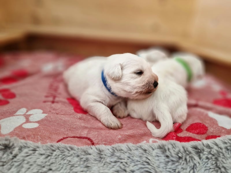 Unsere Zwergschnauzer-Welpen in weiß sind da! Ab 10.11.26 auszugsbereit