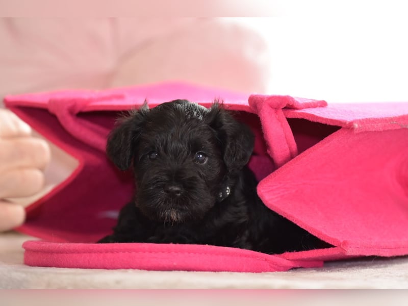 Zwergschnauzer Welpe schwarz