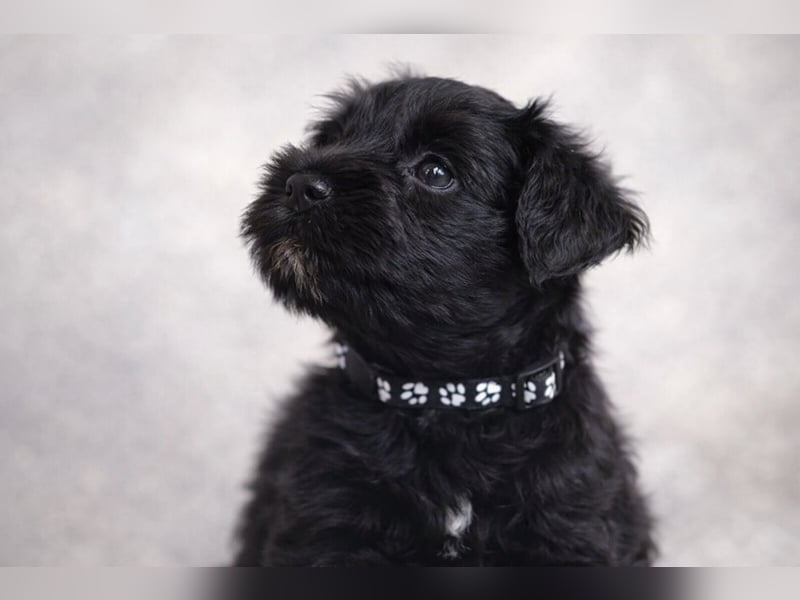 Zwergschnauzer Welpe schwarz