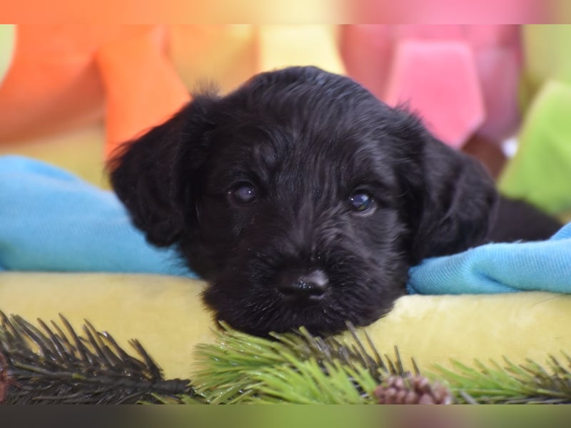 Zwergschnauzer Welpe schwarz