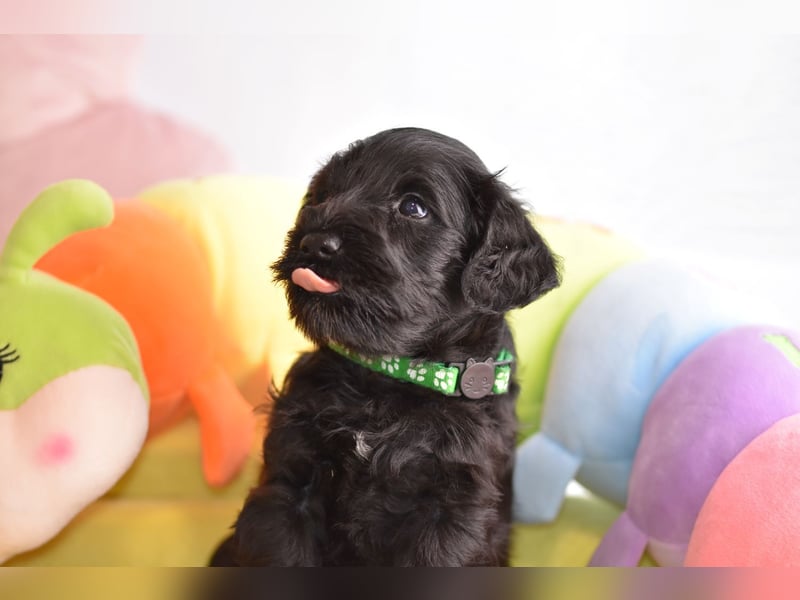 Zwergschnauzer Welpe schwarz