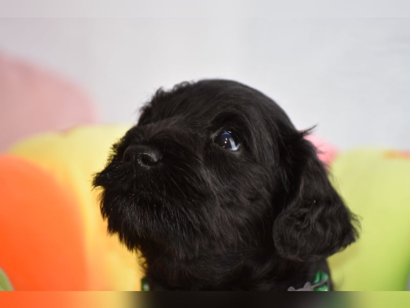 Zwergschnauzer Welpe schwarz