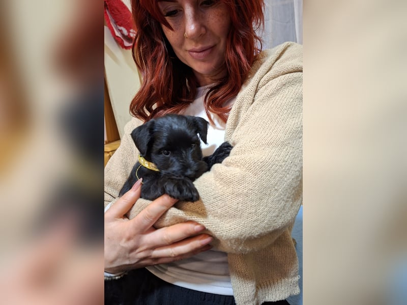 Zwergschnauzer Welpe schwarz
