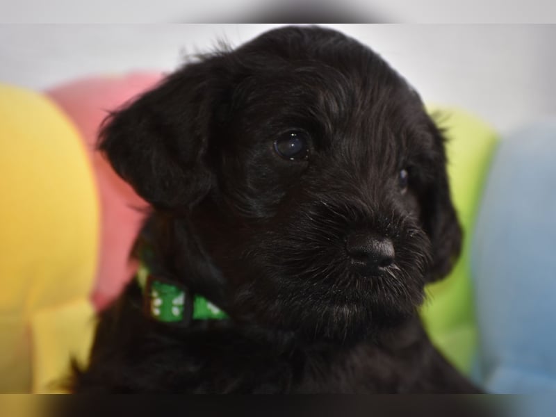 Zwergschnauzer Welpe schwarz