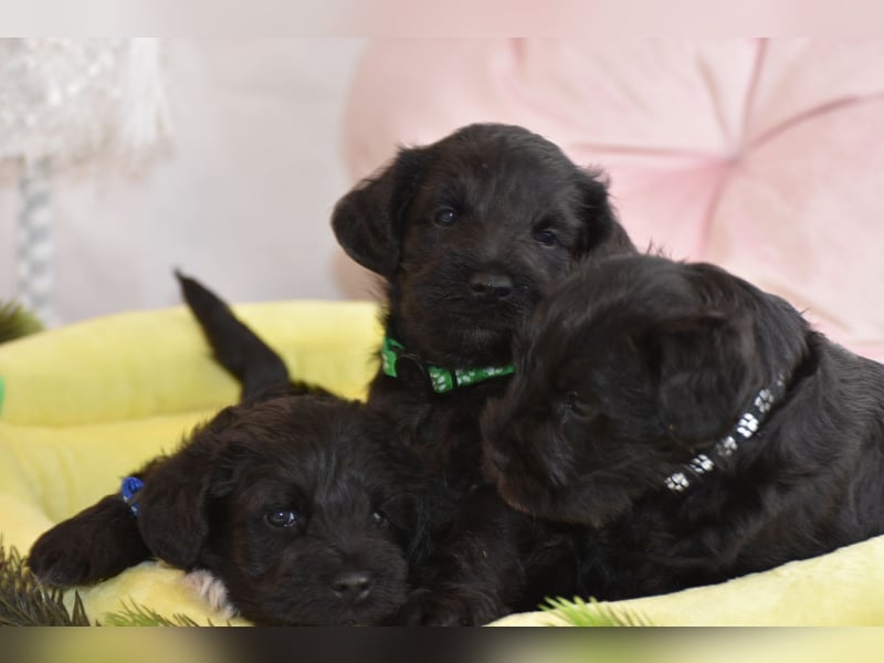 Zwergschnauzer Welpe schwarz