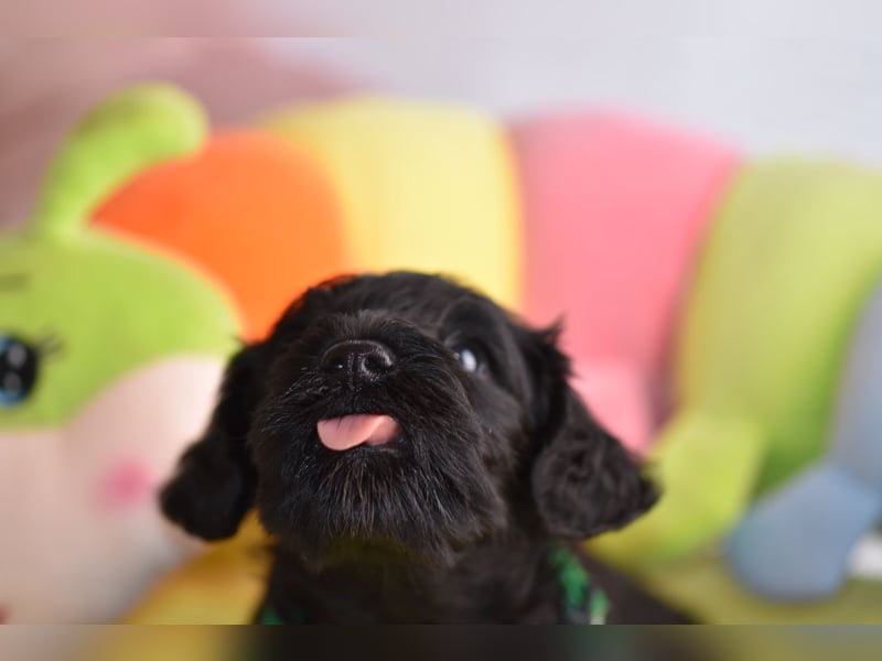 Zwergschnauzer Welpe schwarz
