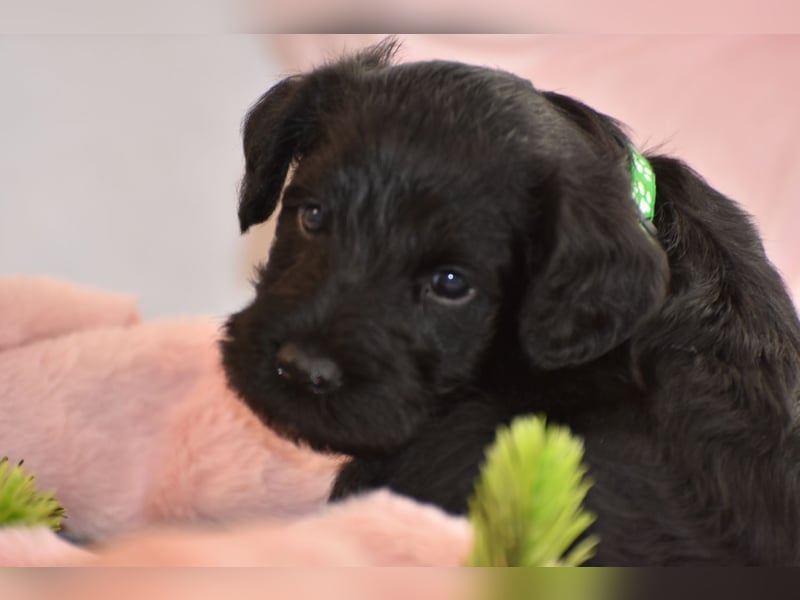 Zwergschnauzer Welpe schwarz