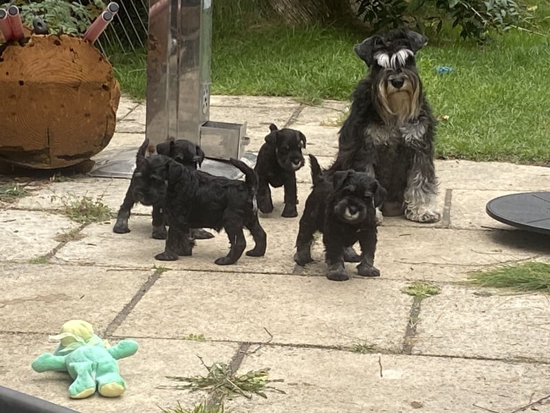 Zwergschnauzer Welpen (PSK/VDH)