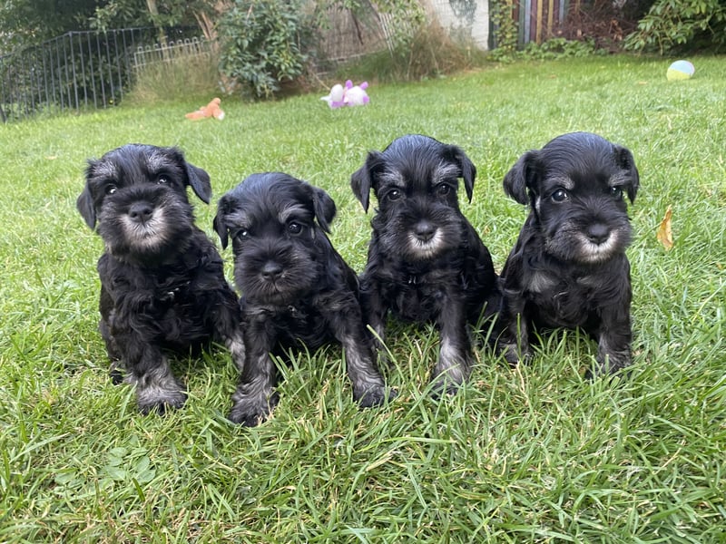 Zwergschnauzer Welpen (PSK/VDH)