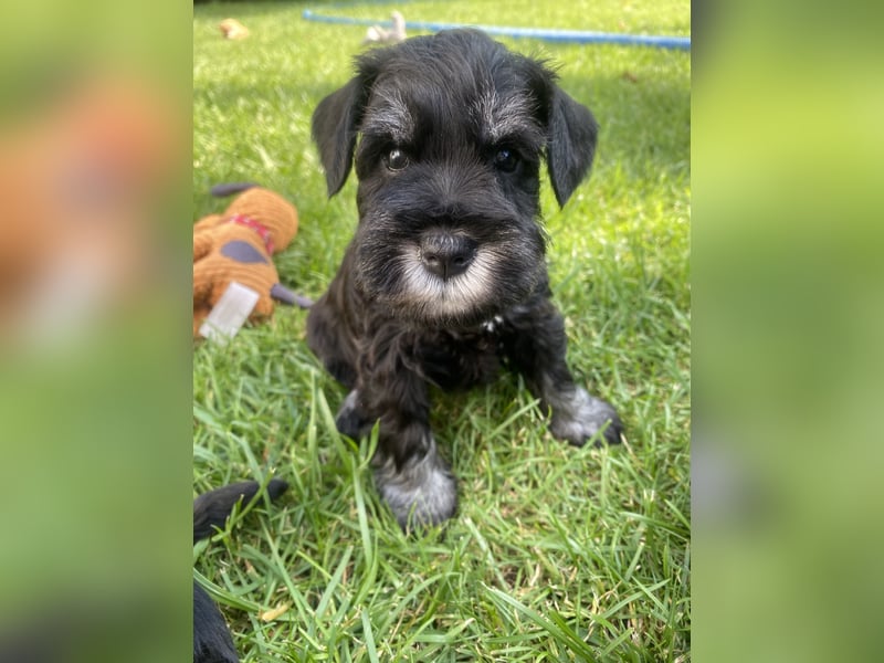 Zwergschnauzer Welpen (PSK/VDH)