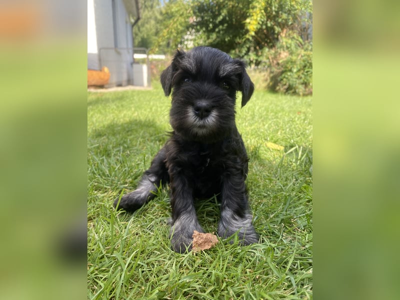 Zwergschnauzer Welpen (PSK/VDH)