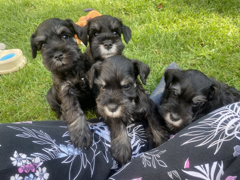 Zwergschnauzer Welpen (PSK/VDH)