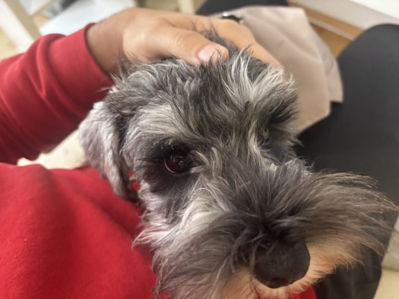 ieber Zwergschnauzer Marty sucht verantwortungsvolles Zuhause