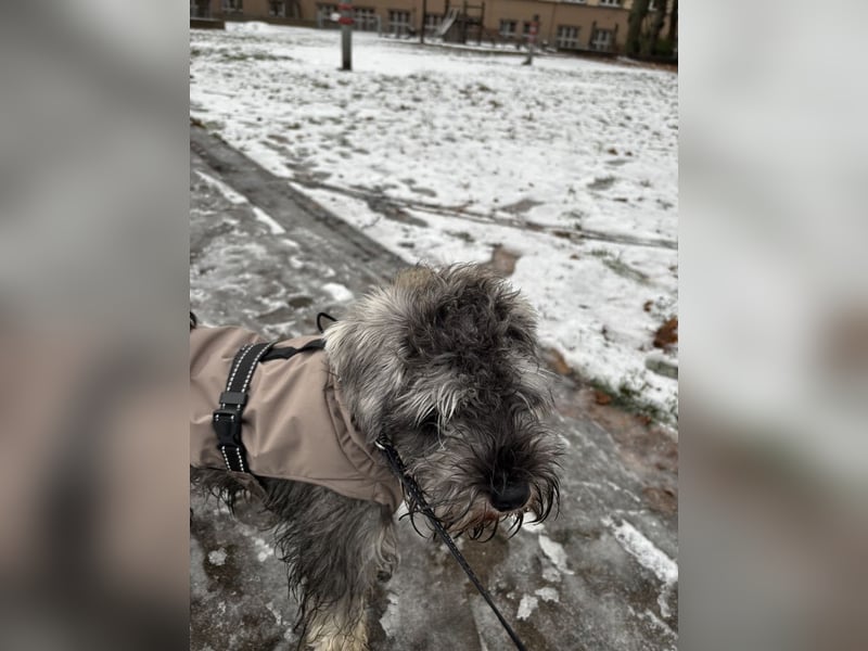 ieber Zwergschnauzer Marty sucht verantwortungsvolles Zuhause