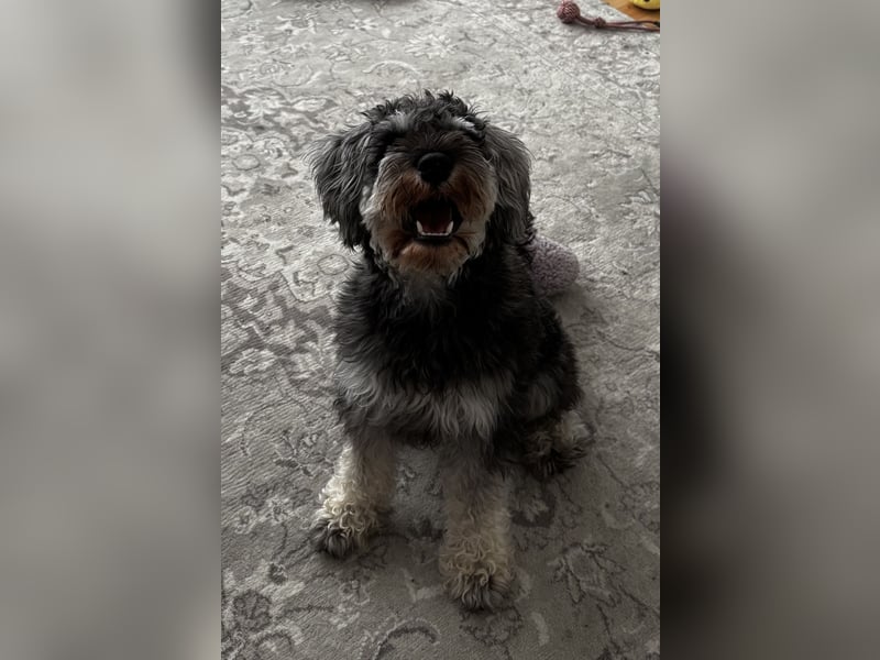 ieber Zwergschnauzer Marty sucht verantwortungsvolles Zuhause
