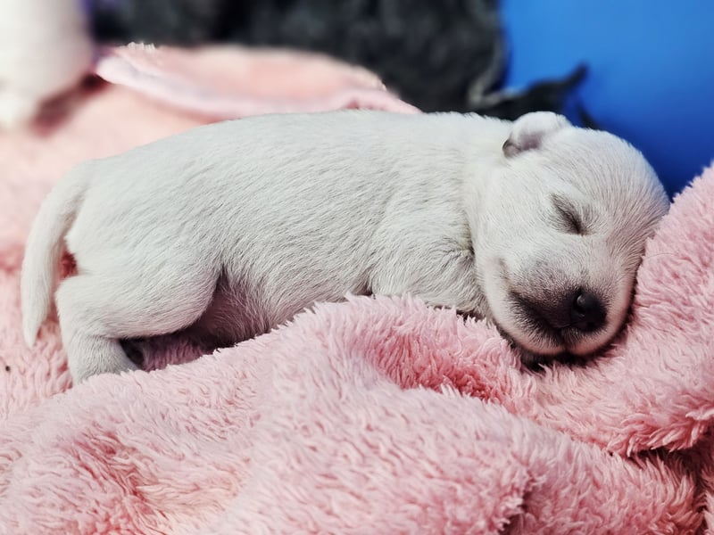 Zwergschnauzer Welpen