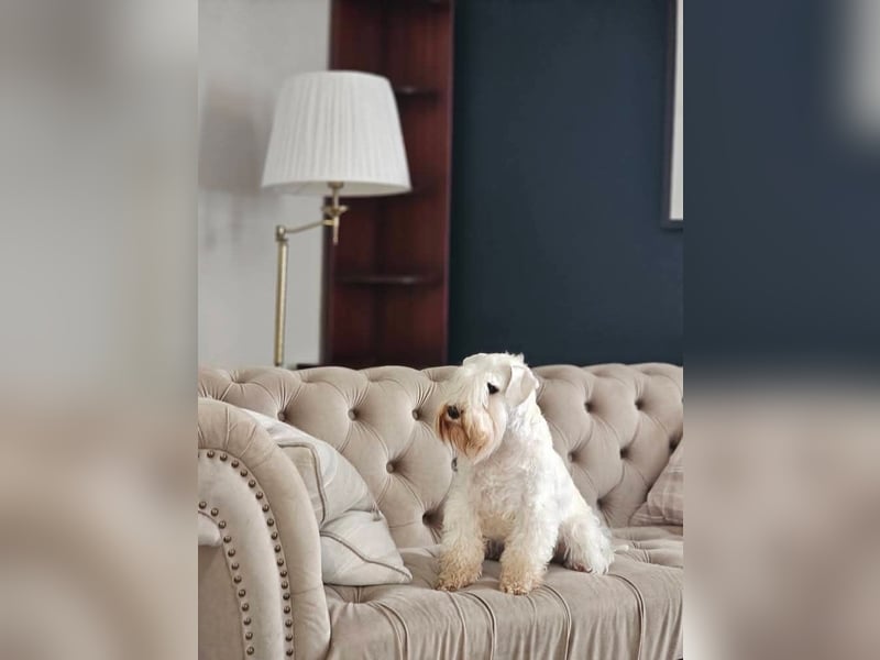 Zwergschnauzer Welpen