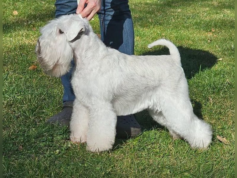 Zwergschnauzer Welpen