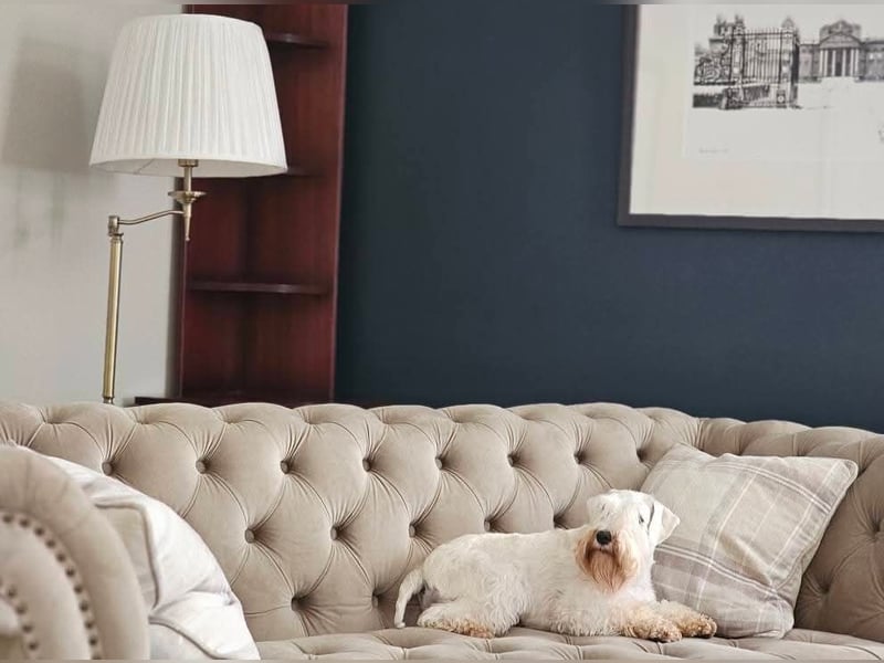 Zwergschnauzer Welpen