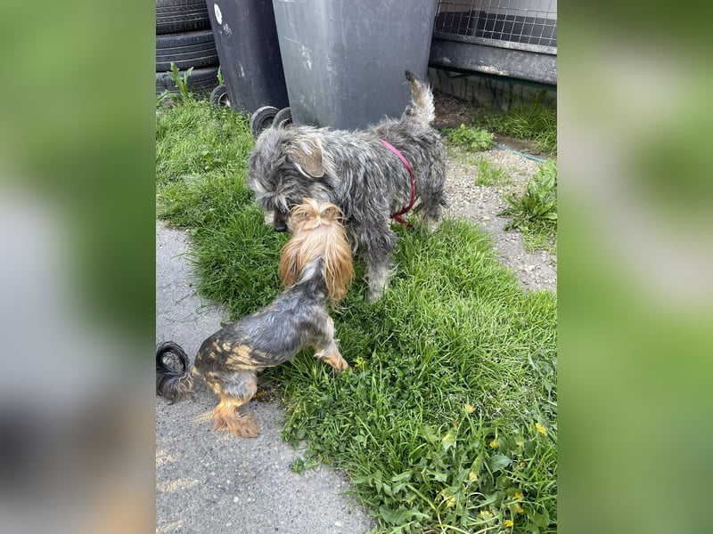 PEPI - kleiner Zottel sucht seine Menschen