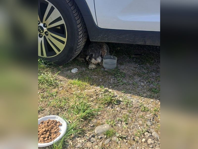 PEPI - kleiner Zottel sucht seine Menschen