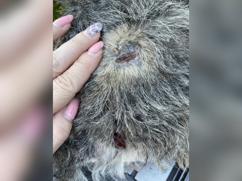 PEPI - kleiner Zottel sucht seine Menschen