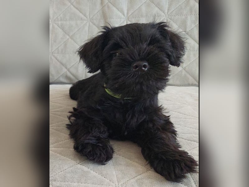 Schwarze Zwergschnauzer-Welpen aus FCI-Zucht
