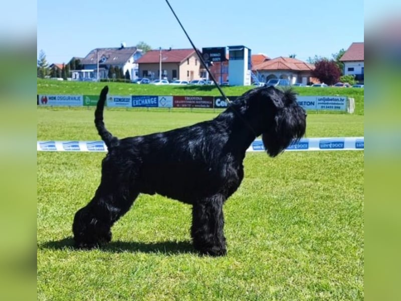 Schwarze Zwergschnauzer-Welpen aus FCI-Zucht