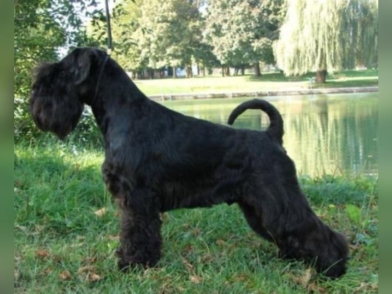 Schwarze Zwergschnauzer-Welpen aus FCI-Zucht