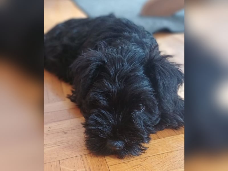 Schwarze Zwergschnauzer-Welpen aus FCI-Zucht