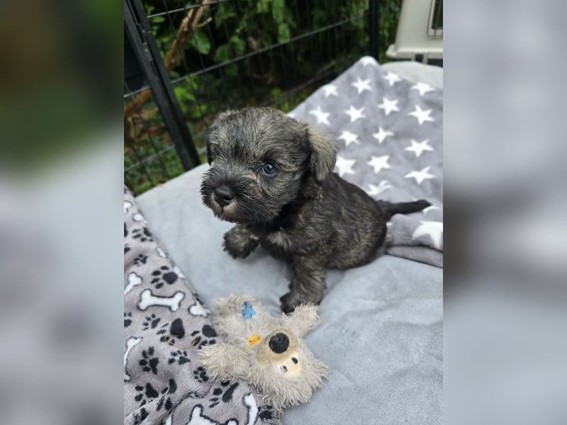 Championzucht Zwergschnauzer pfeffer/salz
