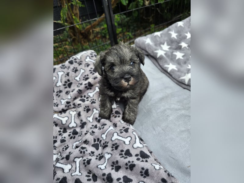 Championzucht Zwergschnauzer pfeffer/salz
