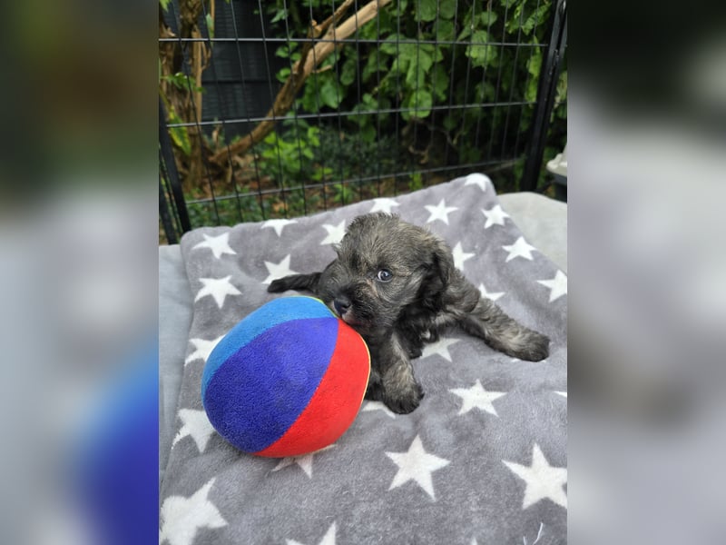 Championzucht Zwergschnauzer pfeffer/salz