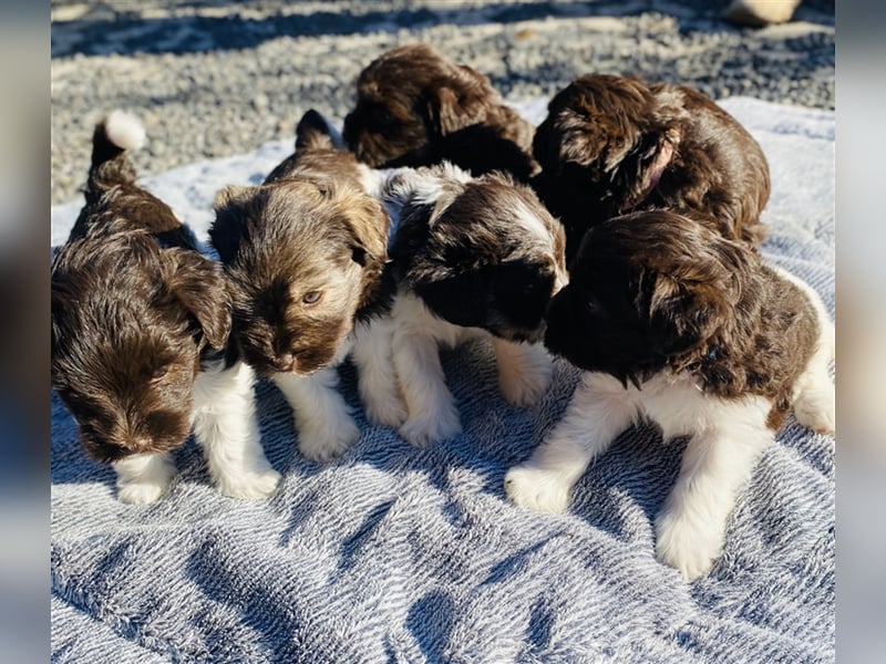 American Schnauzer Welpen liver parti + liver